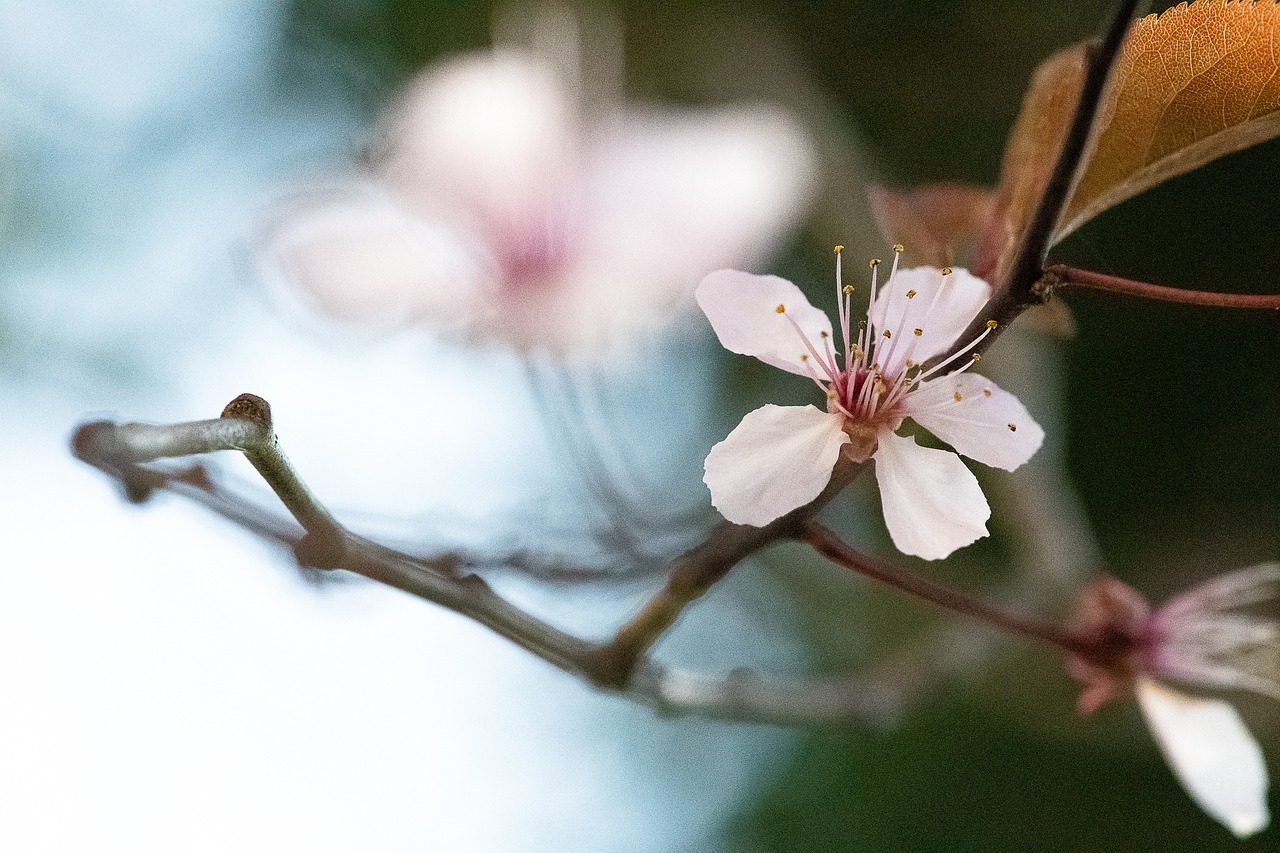 Best Plants for a Japanese-Inspired Garden